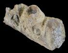 Mosasaur (Platecarpus) Jaw Section - Kansas #60668-3